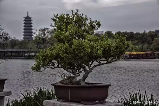 五一扬州瘦西湖风景区门票价格,2022年扬州瘦西湖门票多少钱