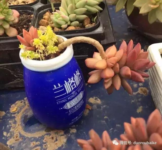 养了一年多的多肉没啥变化说说,养了几年的多肉快要全军覆没了