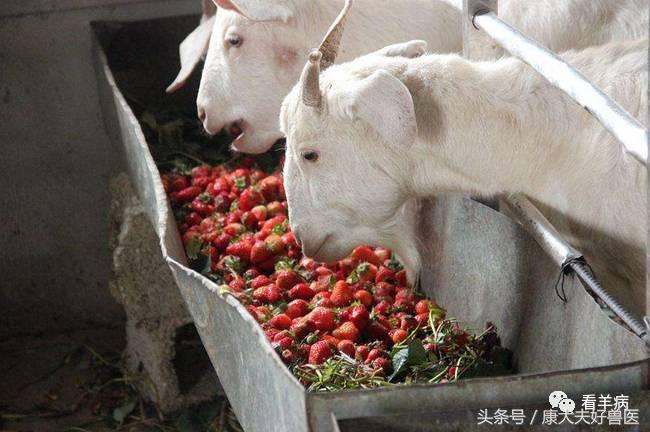 防止羊吃发霉的草料用什么药,羊饲料发霉喂了有什么症状