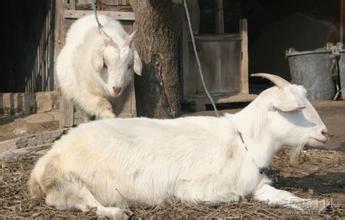 羊病怎么检查最准确,羊病的快速诊断能力有什么意义