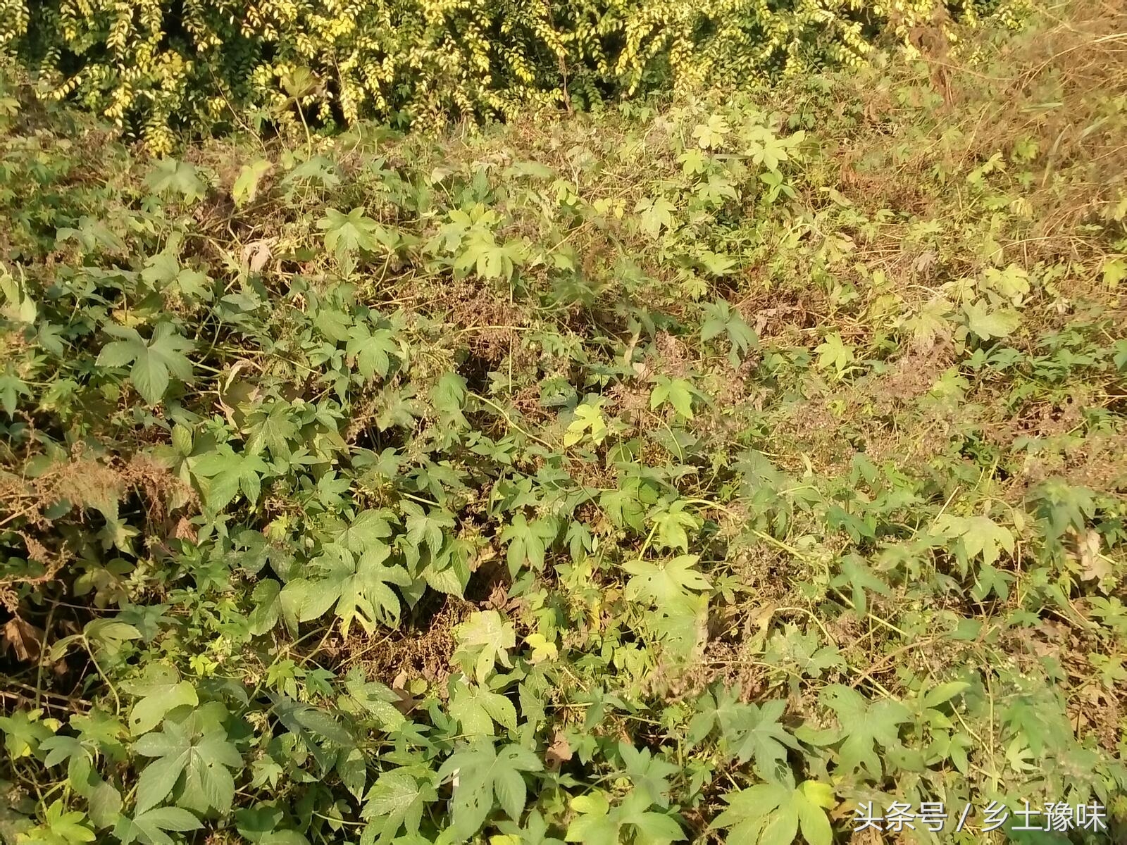 农村这种野草随处可见,农村常见这种不起眼的杂草