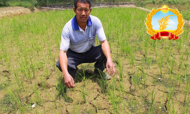 种稻田间杂草如何防治,农民的杂草怎么处理