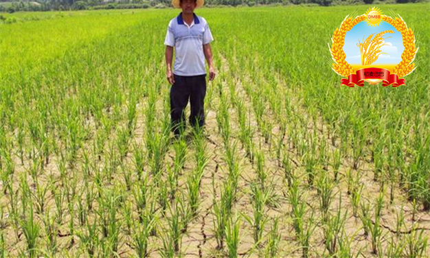 旱稻除杂草技术,稻麦田杂草怎么防治