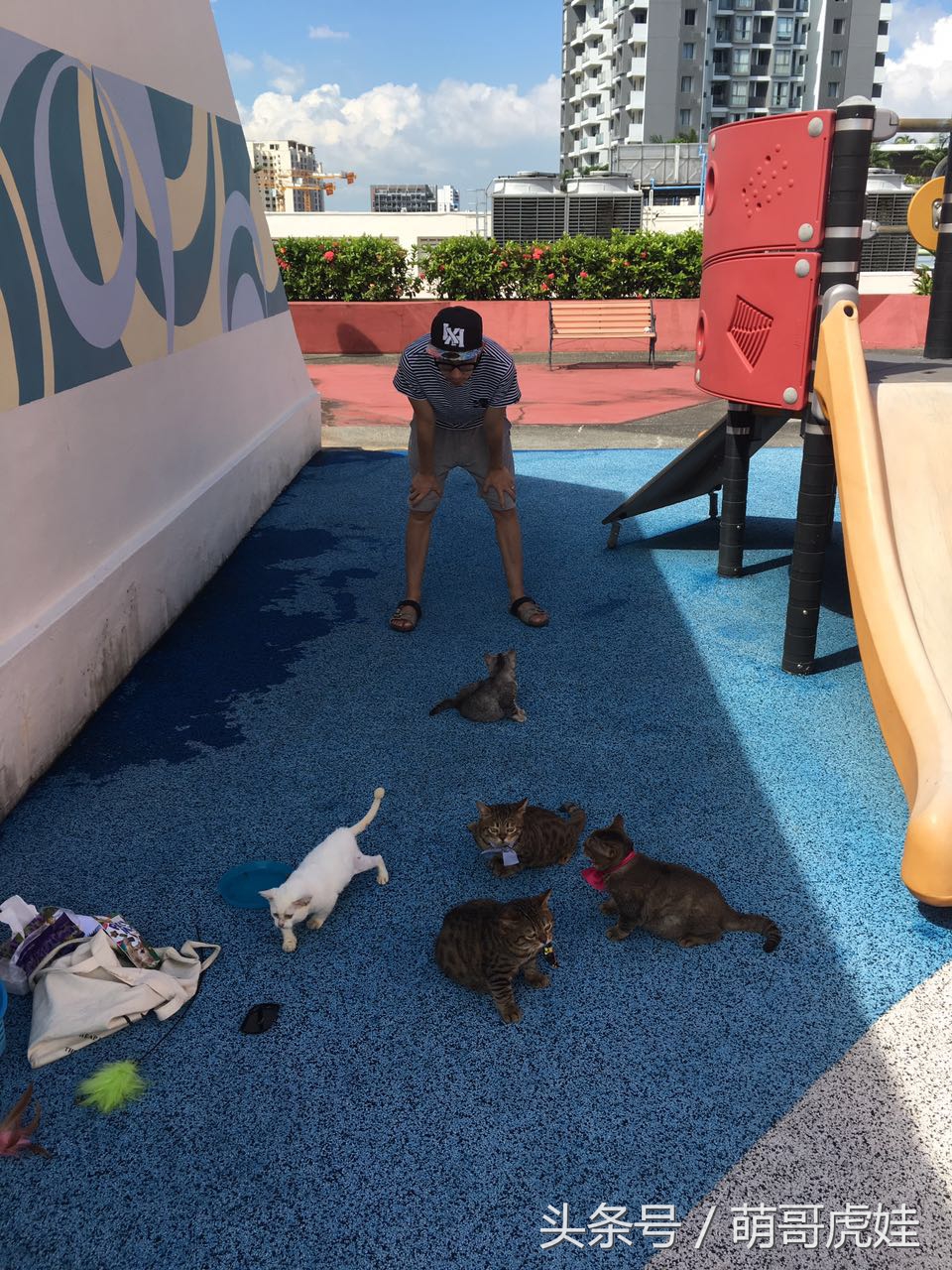 铲屎的带5只小肥猫跑步，跑了一圈回来发现喵星人居然还在原地