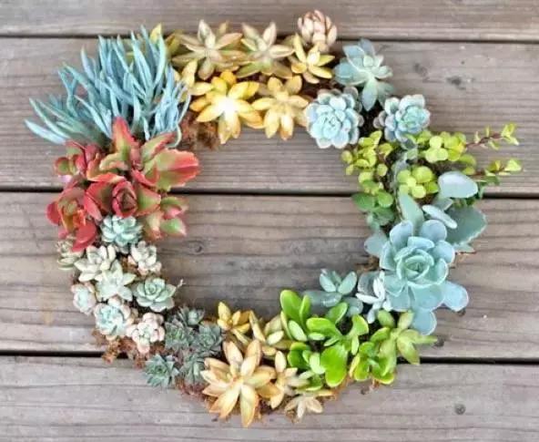 晒伤后的多肉能用芦荟修复吗,多肉从室内搬到室外被晒伤