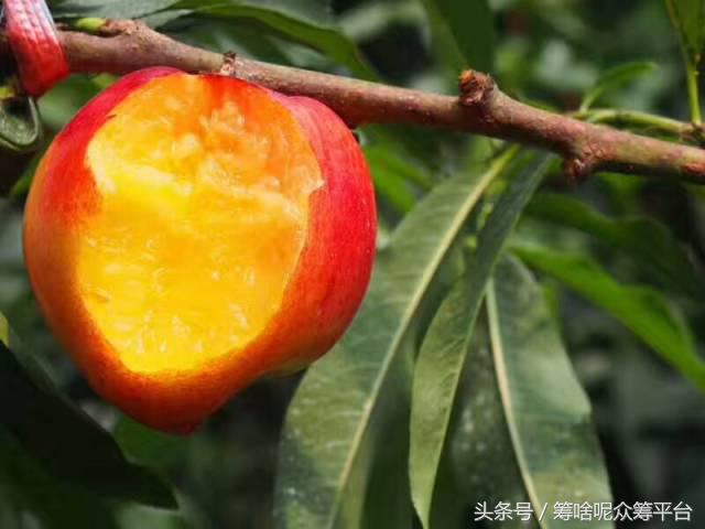 油桃怎么吃最黄,自然成熟油桃怎么吃才好吃