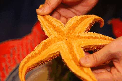 所有的美好都藏在不经意间,日式顶级活造刺身料理等你来寻味!