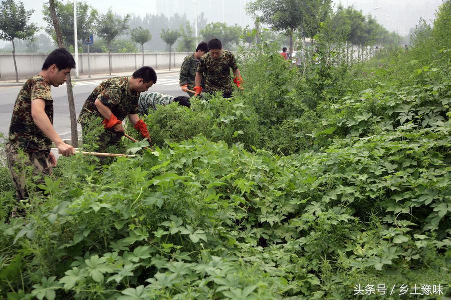农村这种野草随处可见,农村常见这种不起眼的杂草