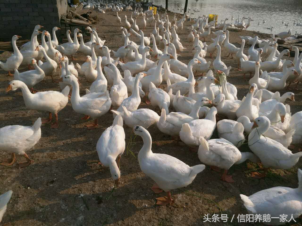 鹅副粘病毒病的特征是什么,平坝灰鹅简介