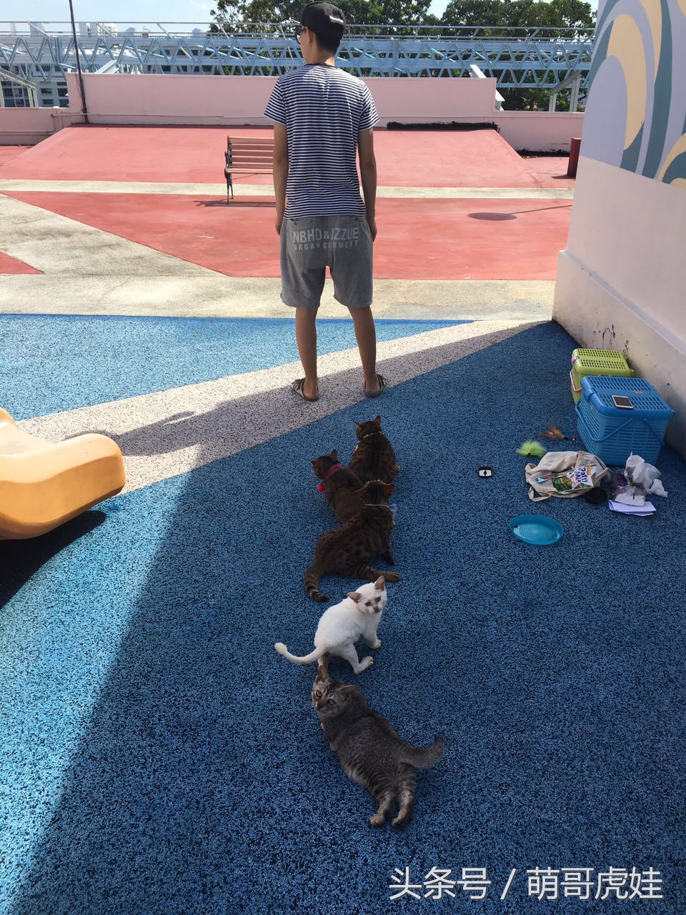 铲屎的带5只小肥猫跑步，跑了一圈回来发现喵星人居然还在原地