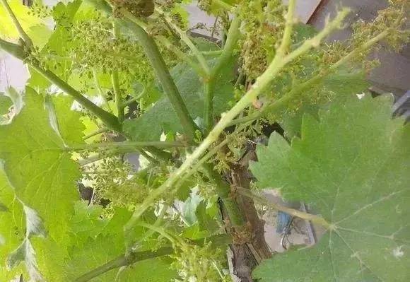 葡萄落花怎么调理,不易落花落果的葡萄品种