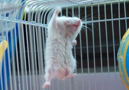 养仓鼠防止仓鼠生病,仓鼠如何护理仓鼠并让其保持健康