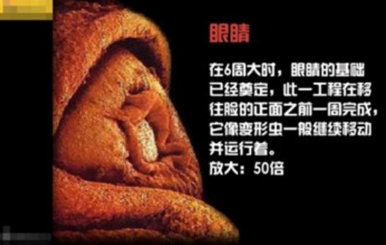 真实拍摄人类胚胎发育过程,10张图带你了解孕育全过程