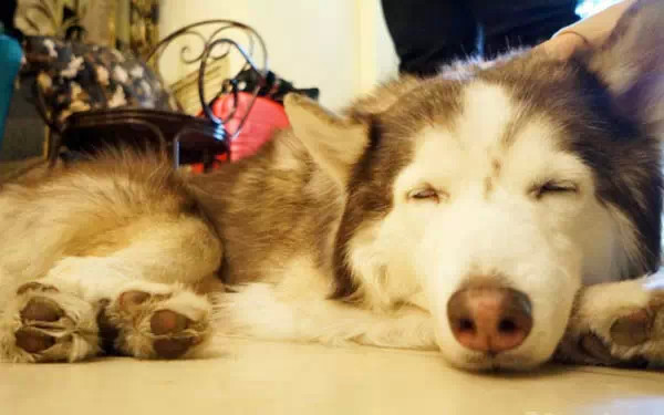 广州宠物咖啡馆,广州宠物咖啡厅推荐