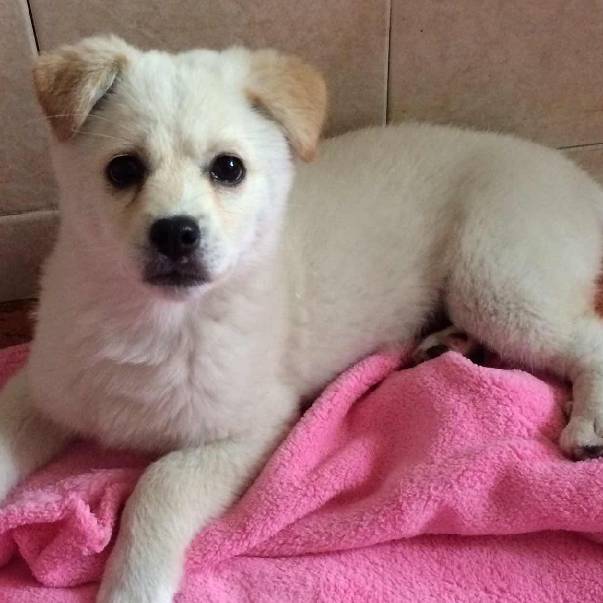 上海宠物领养阿拉斯加,上海宠物领养活动