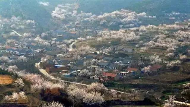 温暖的春天烟台,春天来了呈现出一片花的海洋