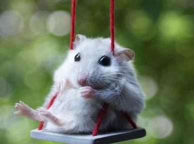 仓鼠骨折怎么养好得快,仓鼠骨折了怎么救助