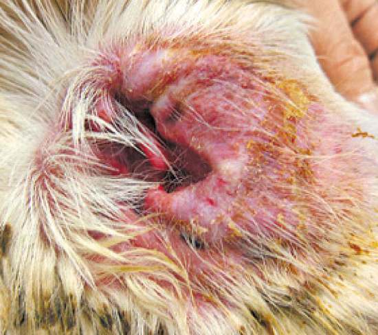 狗狗清理耳道的正确方法,怎么帮狗狗清理口腔