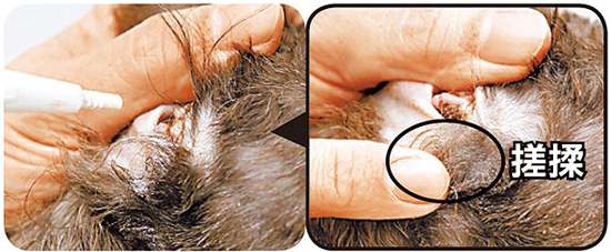 狗狗清理耳道的正确方法,怎么帮狗狗清理口腔