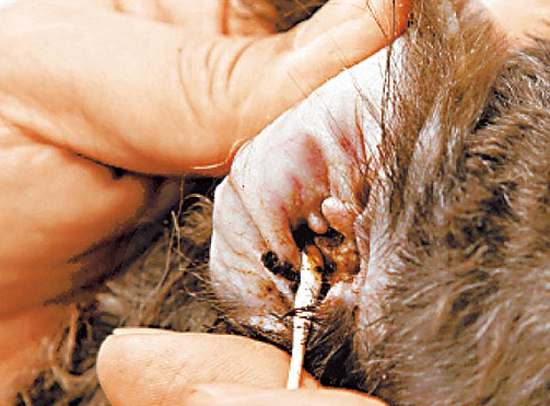 狗狗清理耳道的正确方法,怎么帮狗狗清理口腔