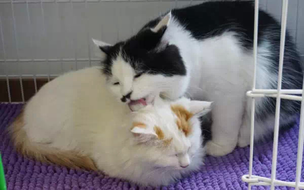 广州宠物咖啡馆,广州宠物咖啡厅推荐