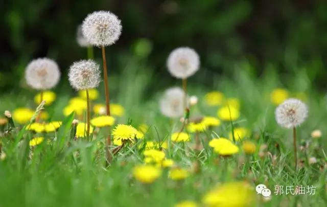 致富经种植药材视频贵州,致富经种地视频