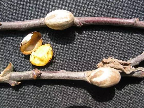 农技助春耕视频大全,苹果园二月份管理要点