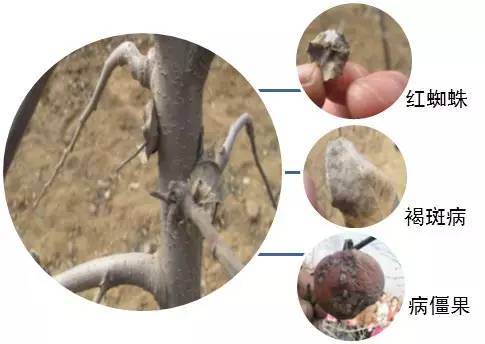 农技助春耕视频大全,苹果园二月份管理要点