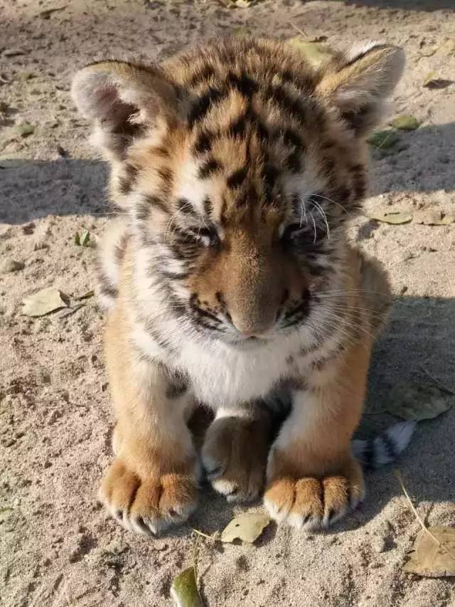 河北带孩子去最好玩的游乐场,河北最大的儿童室内游乐场