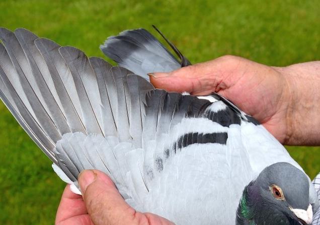 比利时信鸽国家赛,2020年比利时赛鸽国家赛实况