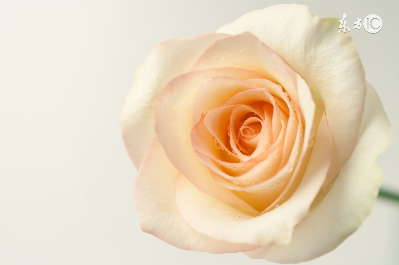 你们在送玫瑰，也在收玫瑰，有几个知道玫瑰的含义