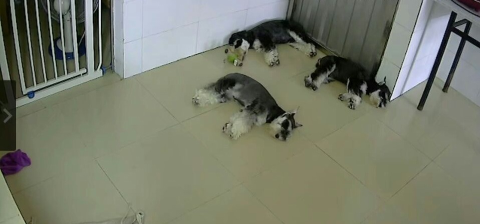 雪纳瑞狗狗最喜欢什么玩具,雪纳瑞狗狗喜欢玩什么玩具呀