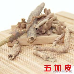 本草养生之五加皮的功效与作用