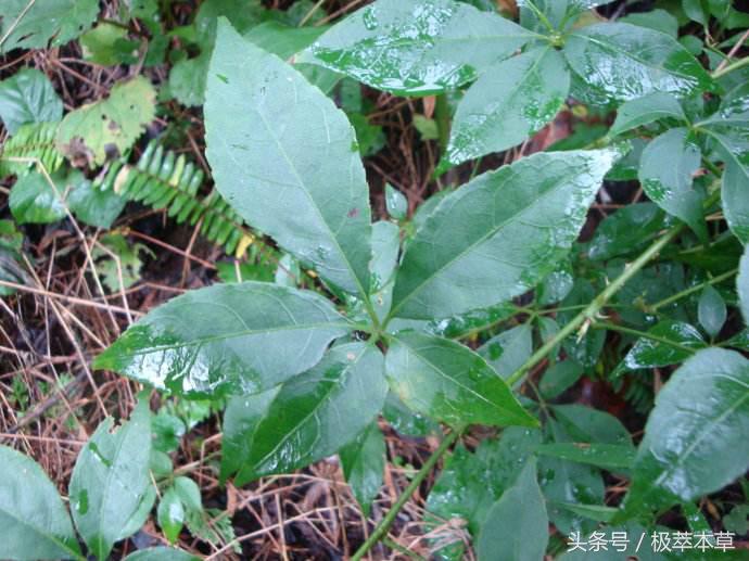 本草养生之五加皮的功效与作用