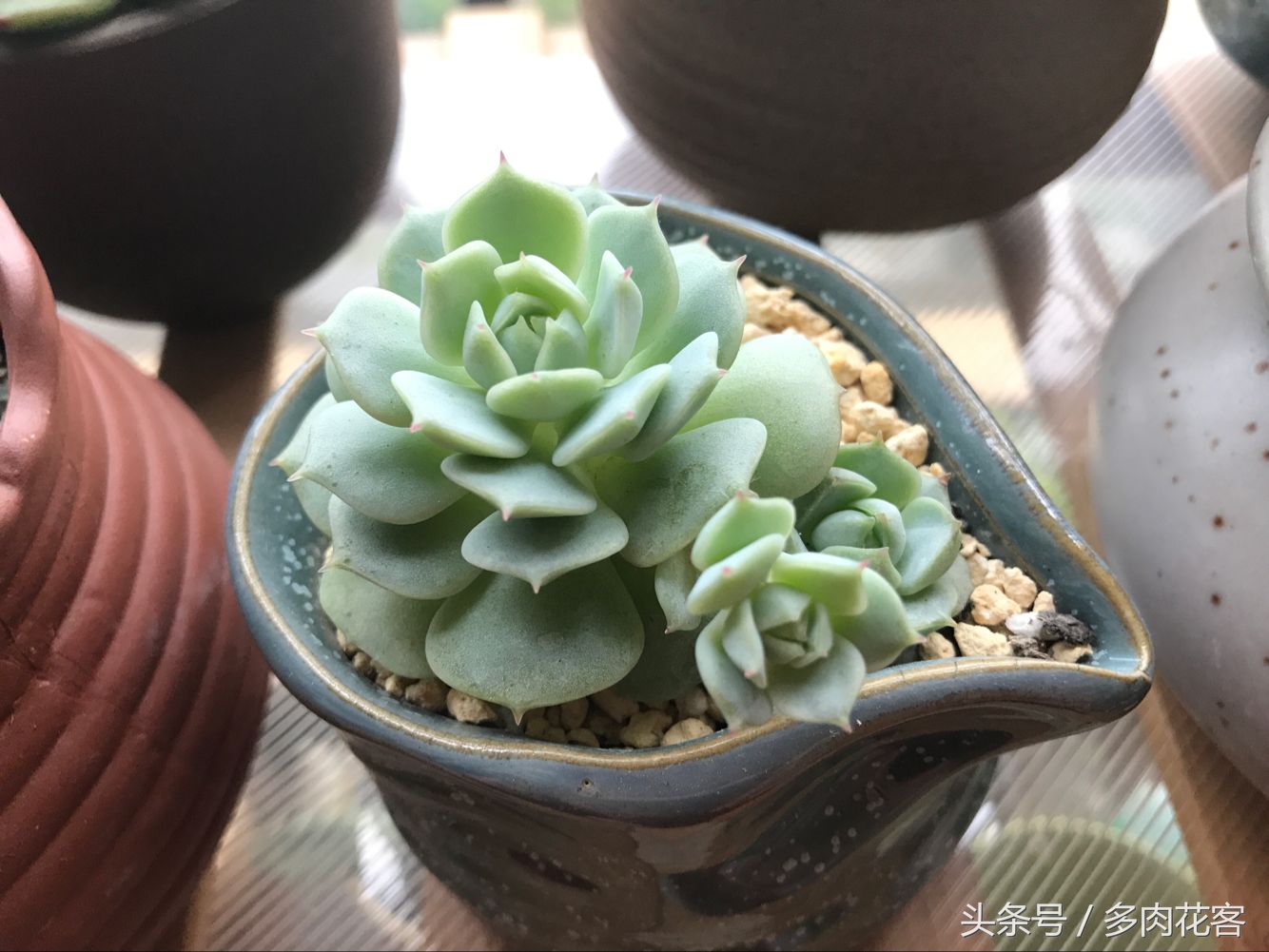 夏天多肉晒伤后怎么补救,多肉在夏季晒伤怎么办