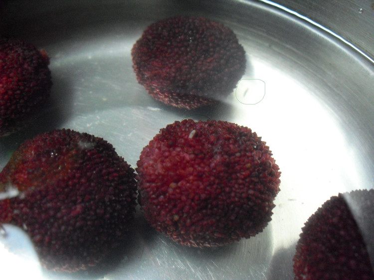 看到杨梅树会怎么样,杨梅里面有白色的虫子怎么回事