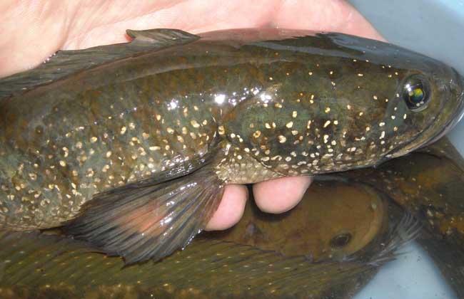 被誉为“保健珍品”的七星鱼，在农村能否养殖致富