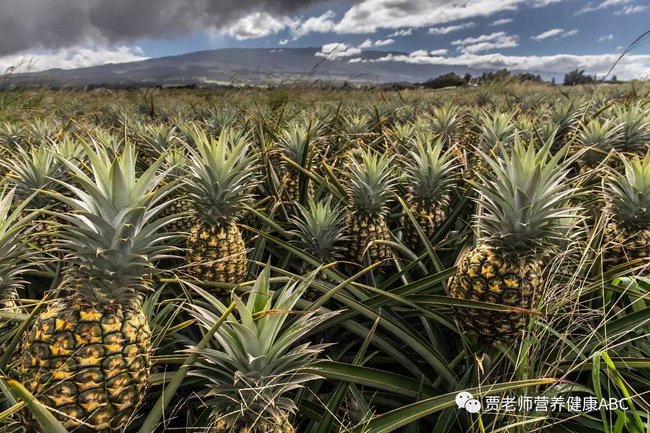 菠萝还是凤梨傻傻分不清,菠萝还是凤梨好吃