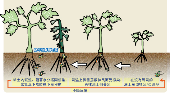 植物青枯病打什么药,植物病害防治的原理