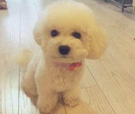 狗狗价格表又便宜又好养,宠物市场狗狗的价格