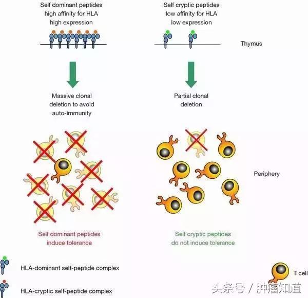 害怕乳腺癌切不净会复发?!新技术帮你杜绝复发风险!
