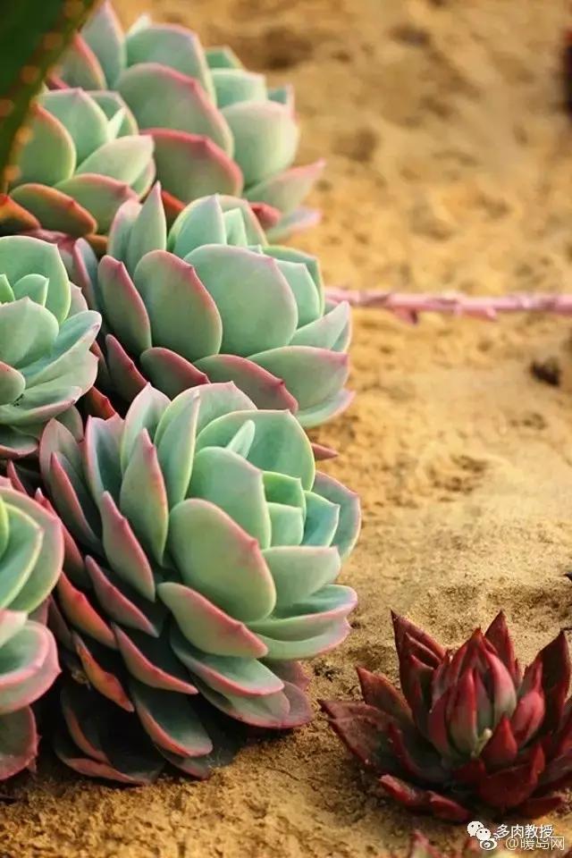 多肉的奇特之处,养的多肉长了蘑菇