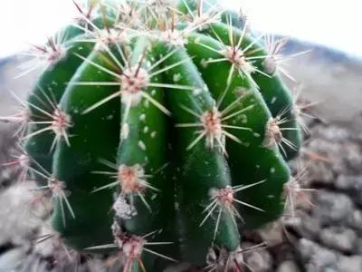 可以用驱蚊剂喷花吗,灭蚊喷雾剂可以喷花草吗