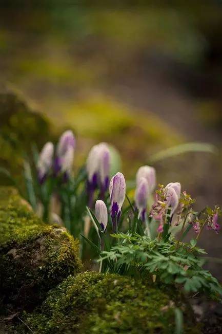 罕见的花红色,正宗藏红花西藏的藏红花