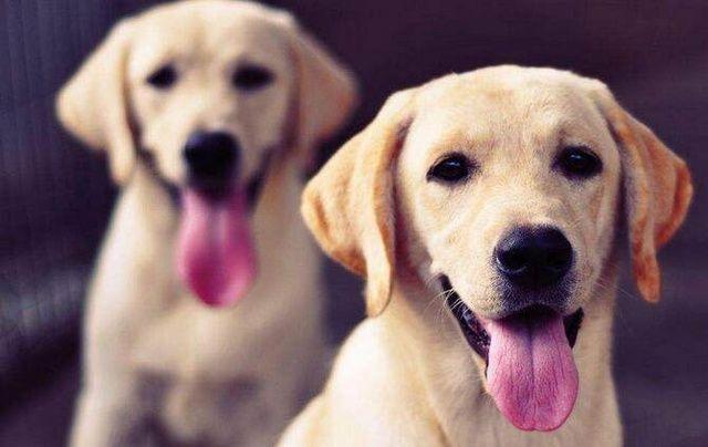 狗狗价格表又便宜又好养,宠物市场狗狗的价格