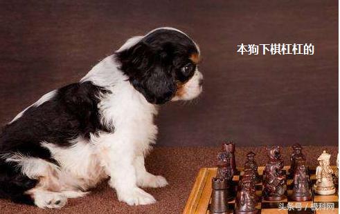 语音识别字的软件哪个好,语音识别搜题软件哪个好