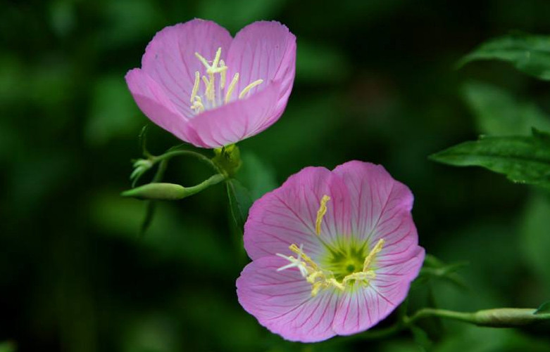 月见草含油量达25.1%含Y~亚麻酸达8.1%，最有开发前景