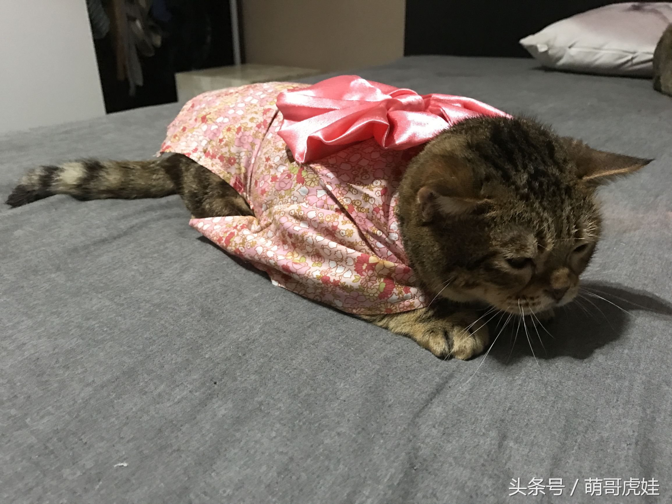 胖乎乎的喵星人妹子，穿上小衣服怎么拍都美美哒，铲屎的边拍照边被萌得满脸血啊