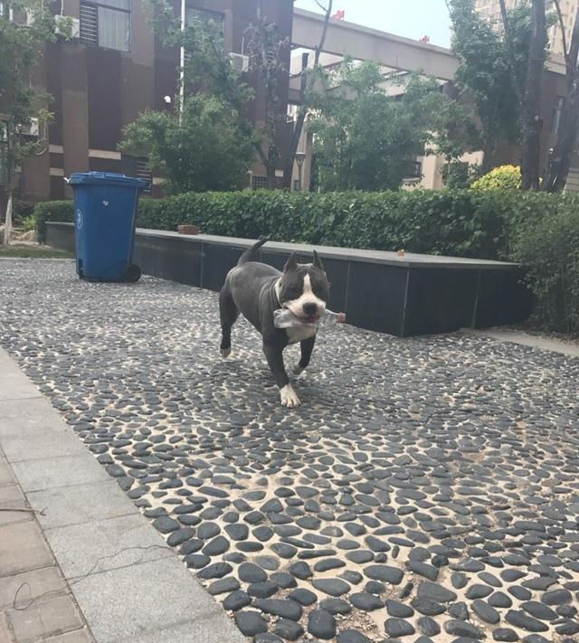 泰迪狗狗常见疾病防护与健康管理,养泰迪狗要记得哪些事项