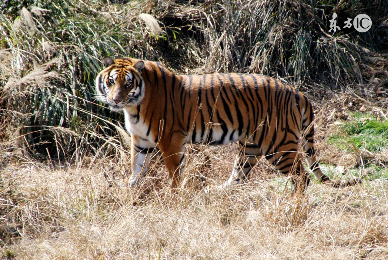 风水最有前途的五大生肖,风水轮流转下半年财运顺遂的生肖